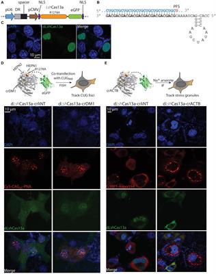 A CRISPR-Cas13a Based Strategy That Tracks and Degrades Toxic RNA in Myotonic Dystrophy Type 1